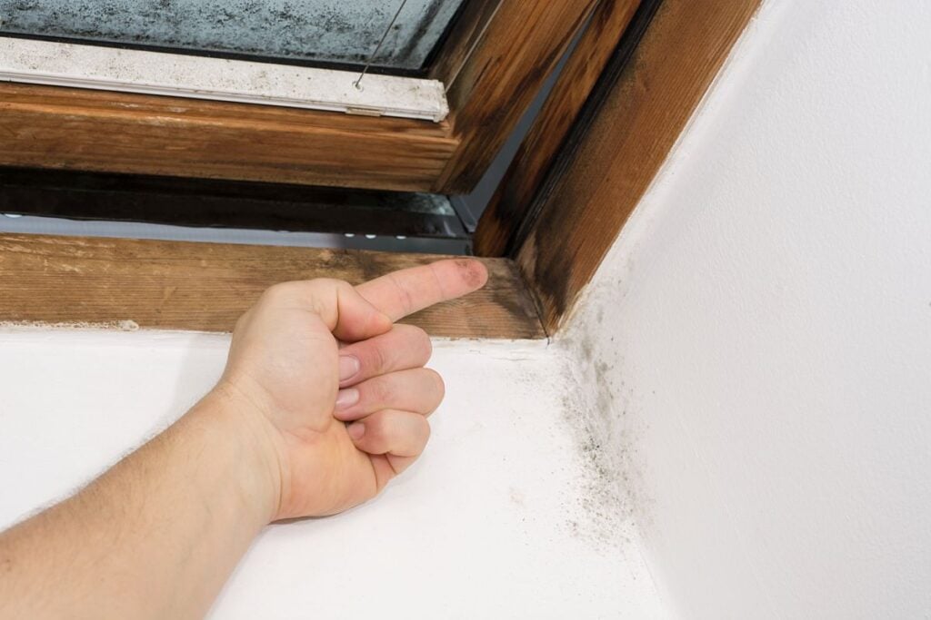 how to find a roof leak hand pointing black moss