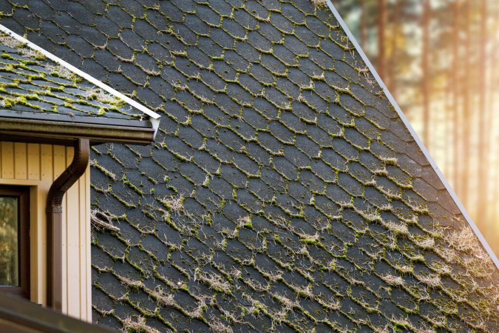 pine needles roof damage spokane shingles roof moss