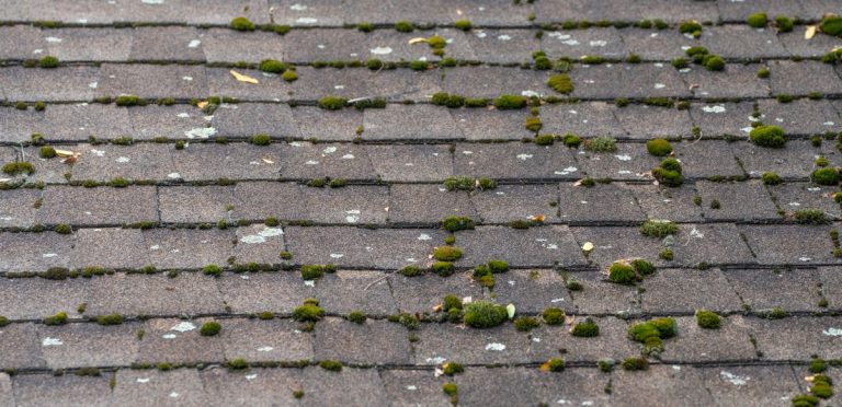 moss and algae buildup on a shingle roof